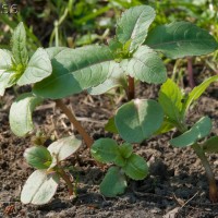 Himalayan Balsam